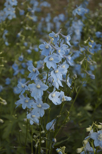 Belladonna Cliveden Beauty (Delphinium)