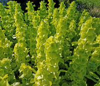 Bells of Ireland (Moluccella)