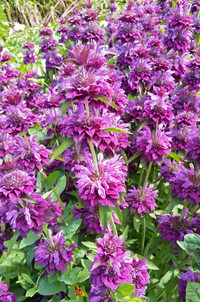 Bergamo (Monarda)