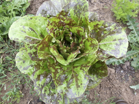 Big Flame Romaine Mix Lettuce