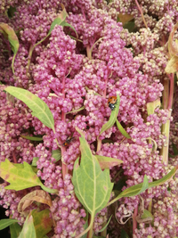 Biobio (Quinoa)