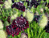 Black Knight (Scabiosa)