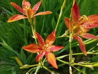 Blackberry Lily (Belamcanda)