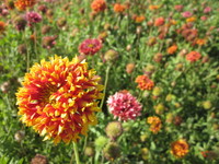 Blanket Flower Gaillardia