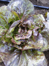 Lettuce Sucrine | Agrinova Seeds