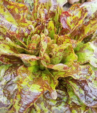 Bloody Oakheart (Lettuce)