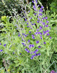 Blue Baptisia