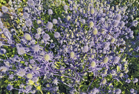 Blue Glitter Eryngium