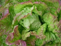 Blushed Butter Cos (Lettuce)