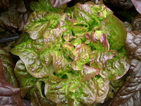 Blushed Butter Oak (Lettuce)