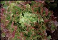 Blushed Icy Oak (Lettuce)