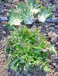 Blushing Torch (Lettuce)