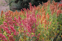 Brightest Brilliant Rainbow (Quinoa)
