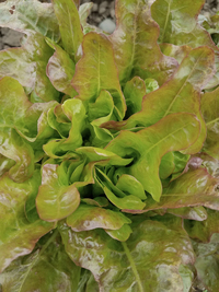 Bronze Blush Oakheart (Lettuce)
