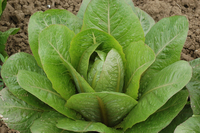 Brown Goldring (Lettuce)