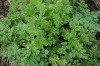 Brussels Winter (Chervil)