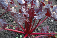 Bulls Blood Beet (Beet and Chard)