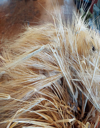 Burbank Hulless (Barley)