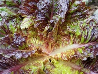 Camo Savoy Gem (Lettuce)