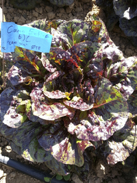 Camo Gem Lettuce