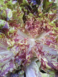 Camo Oakheart Mix (Lettuce)