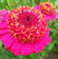 Candy Mix (Zinnia)