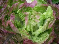 Carmona (Lettuce)