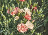 Chabaud Orange Sherbet (Dianthus)