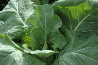 Champion (Collards)