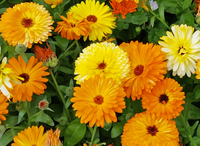 Changling (Calendula)