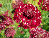 Cherry Red (Scabiosa)