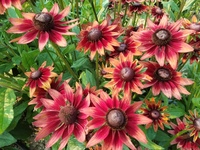 Cherry Brandy (Rudbeckia)