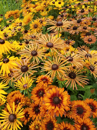 Chim Chiminee (Rudbeckia)