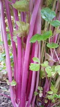 Chinese Pink (Celery)
