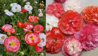 Coral Clouds (Corn Poppy)