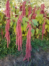 Coral Fountains (Amaranth)