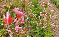 Coral Nymph Salvia/Sage