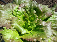 Cougar Batavian (Lettuce)