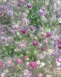 Cramer's Plum (Nigella)