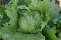Crispino (Lettuce)