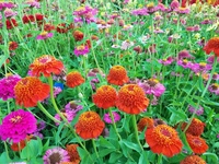 Cupcake Mix (Zinnia)