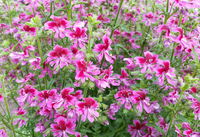 Dante's Roses (Schizanthus)