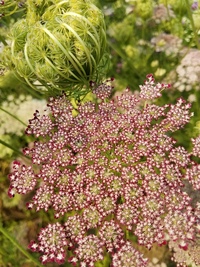 Dara (Daucus)