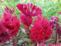 Dark Pink Plume (Celosia)