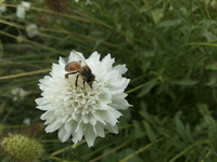 Daylight White (Scabiosa)