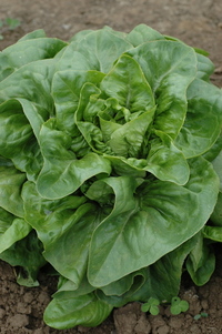 Deer Tongue (Lettuce)