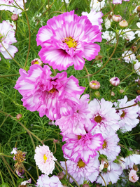 Double Click Bicolor Violet (Cosmos)