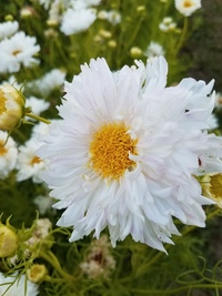 Double Click Snowpuff (Cosmos)