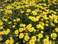 Dyer\'s Chamomile (Golden Marguerite)