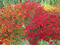 Dyer's Coreopsis (Plains Coreopsis)